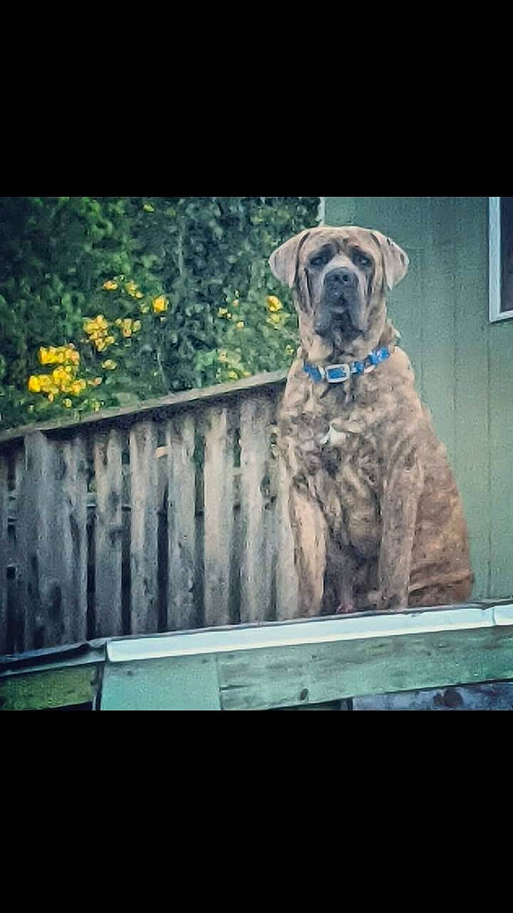 Kane is registered to the contest to win money with this photo: art, canidae, carnivore, companion_dog, dog, dog_breed, dog_collar, fawn, fence, grass, painting, plant, rectangle, snout, sporting_group, tints_and_shades, tree, visual_arts, wood, working_animal