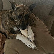 Bella is registered to the contest to win money with this photo: dog, brindle, bone, cushion, paws, nibbling, furniture, indoor, pet, canine, relaxed, cozy, brown, white_paws, ears, snout, comfort, resting, living_room, animal