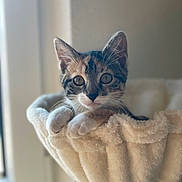 Mily participe au concours pour gagner de l'argent avec cette photo : cat, kitten, tabby, pet, fur, whiskers, eyes, paws, ears, hammock, plush, cozy, indoor, window, sunlight, portrait, close_up, cute, relaxed, domestic_animal
