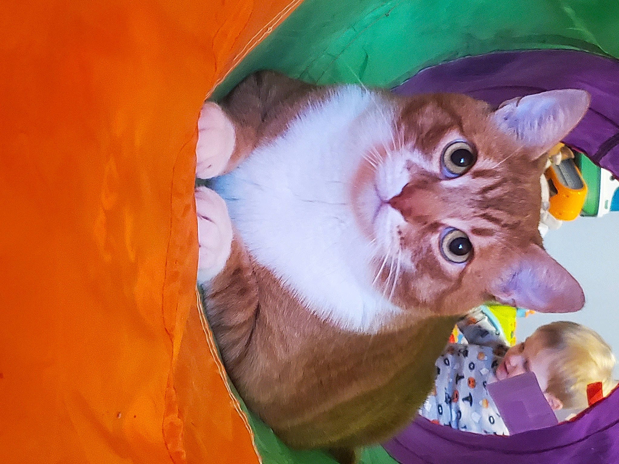 Zero joined the competition — help win amazing prizes! baby, canidae, carnivore, cat, domestic_short_haired_cat, event, fashion_accessory, fawn, felidae, fun, fur, hat, orange, peach, small_to_medium_sized_cats, tail, toy, whiskers