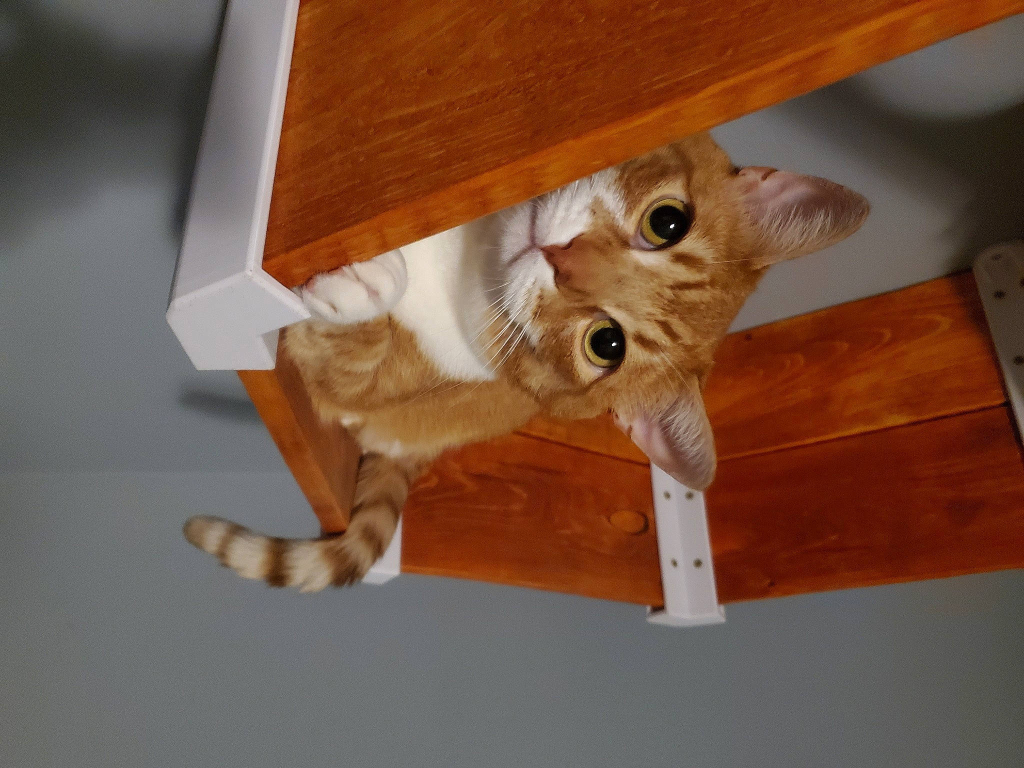 Zero joined the competition — help win amazing prizes! carnivore, cat, cat_supply, domestic_short_haired_cat, drawer, fawn, felidae, flooring, fur, hardwood, pet_supply, plywood, room, small_to_medium_sized_cats, tail, varnish, wall_plate, whiskers, wood, wood_stain