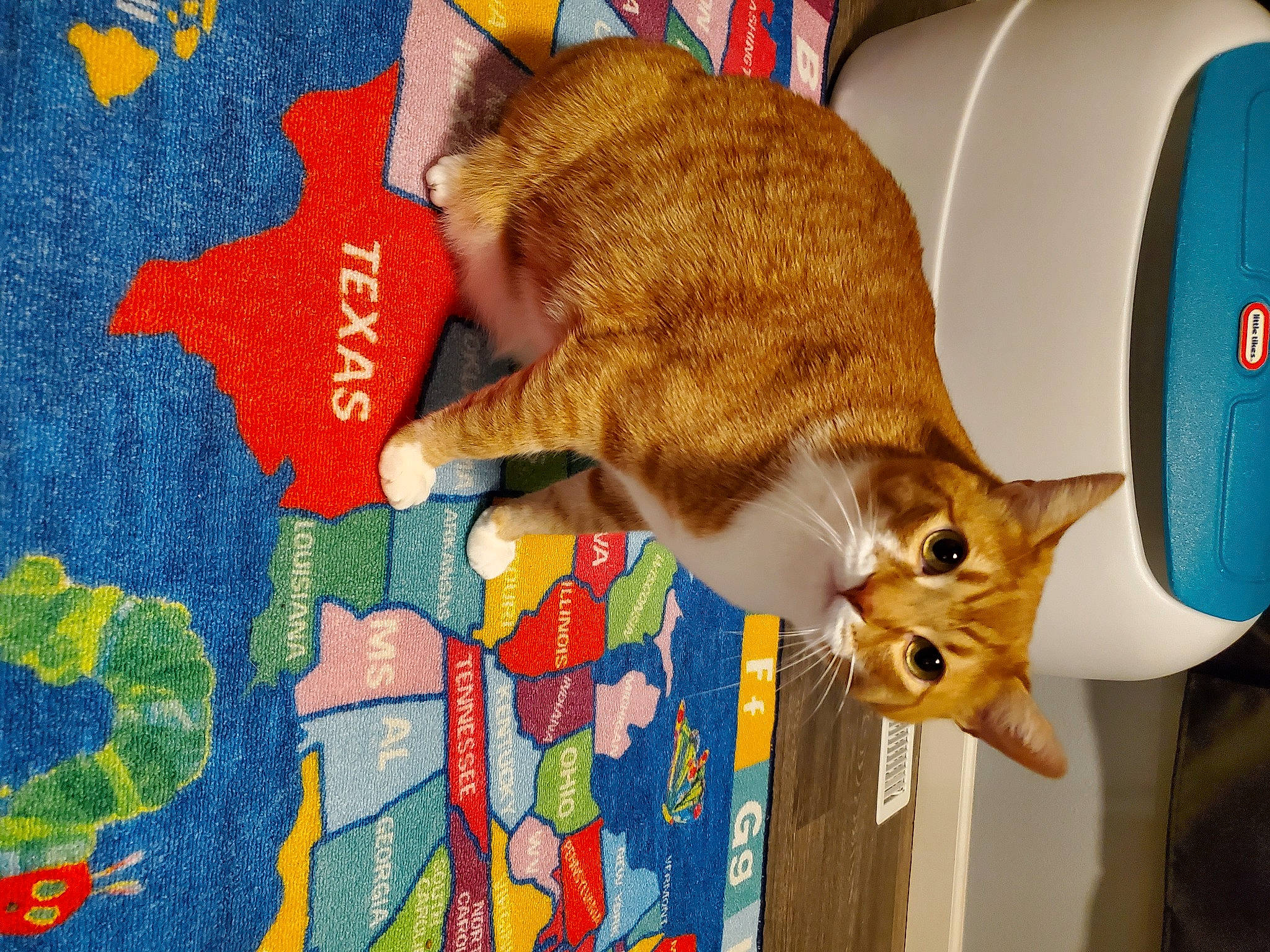 Zero is registered to the contest to win money with this photo: art, carnivore, cat, claw, domestic_short_haired_cat, fawn, felidae, fur, linens, orange, pattern, paw, small_to_medium_sized_cats, snout, tail, textile, tree, visual_arts, whiskers, wood