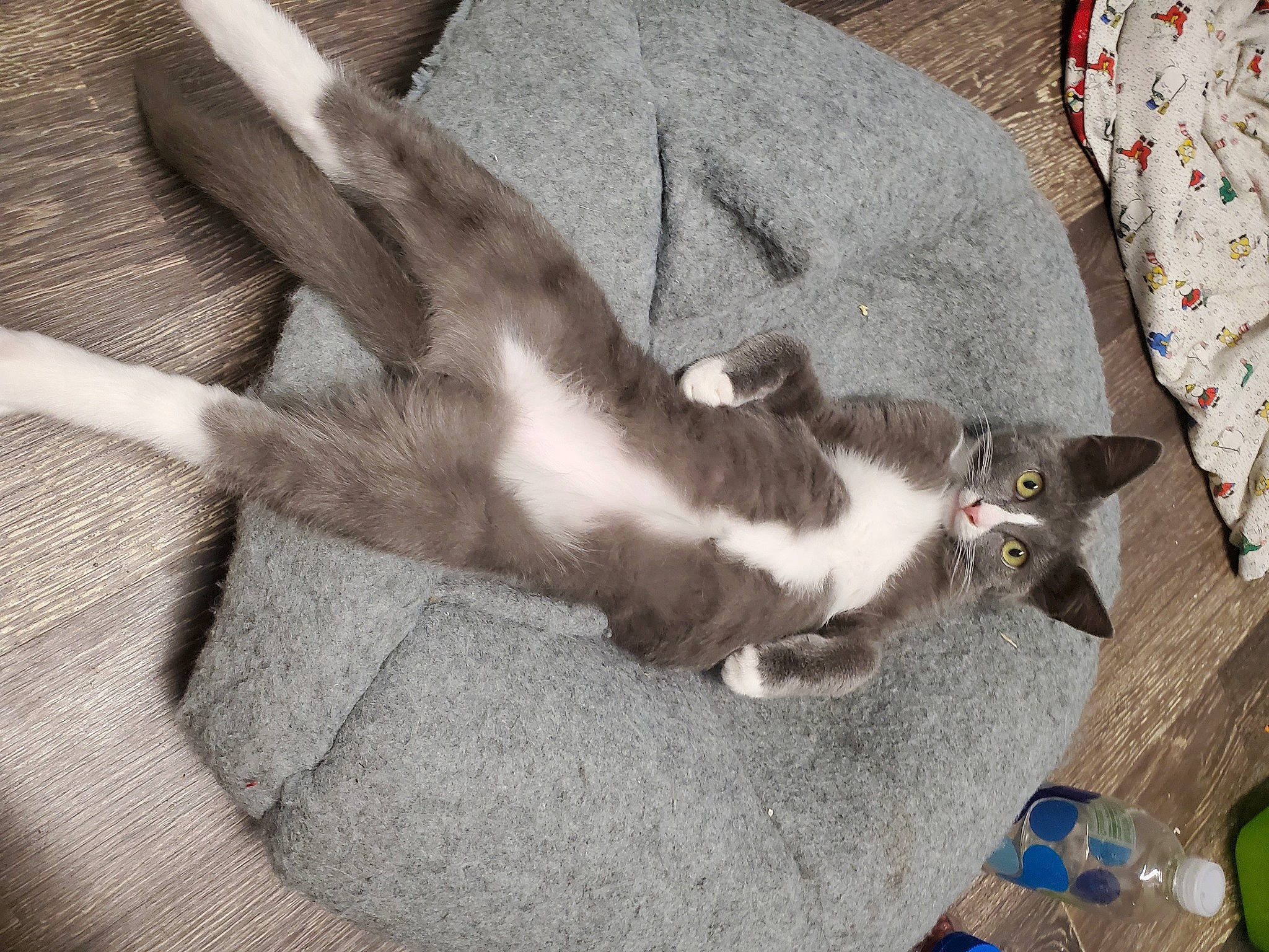 Jackson is registered to the contest to win money with this photo: bottle, carnivore, cat, comfort, companion_dog, dog_breed, domestic_short_haired_cat, felidae, fur, grey, hardwood, human_leg, paw, plastic_bottle, small_to_medium_sized_cats, tableware, tail, water_bottle, whiskers, wood