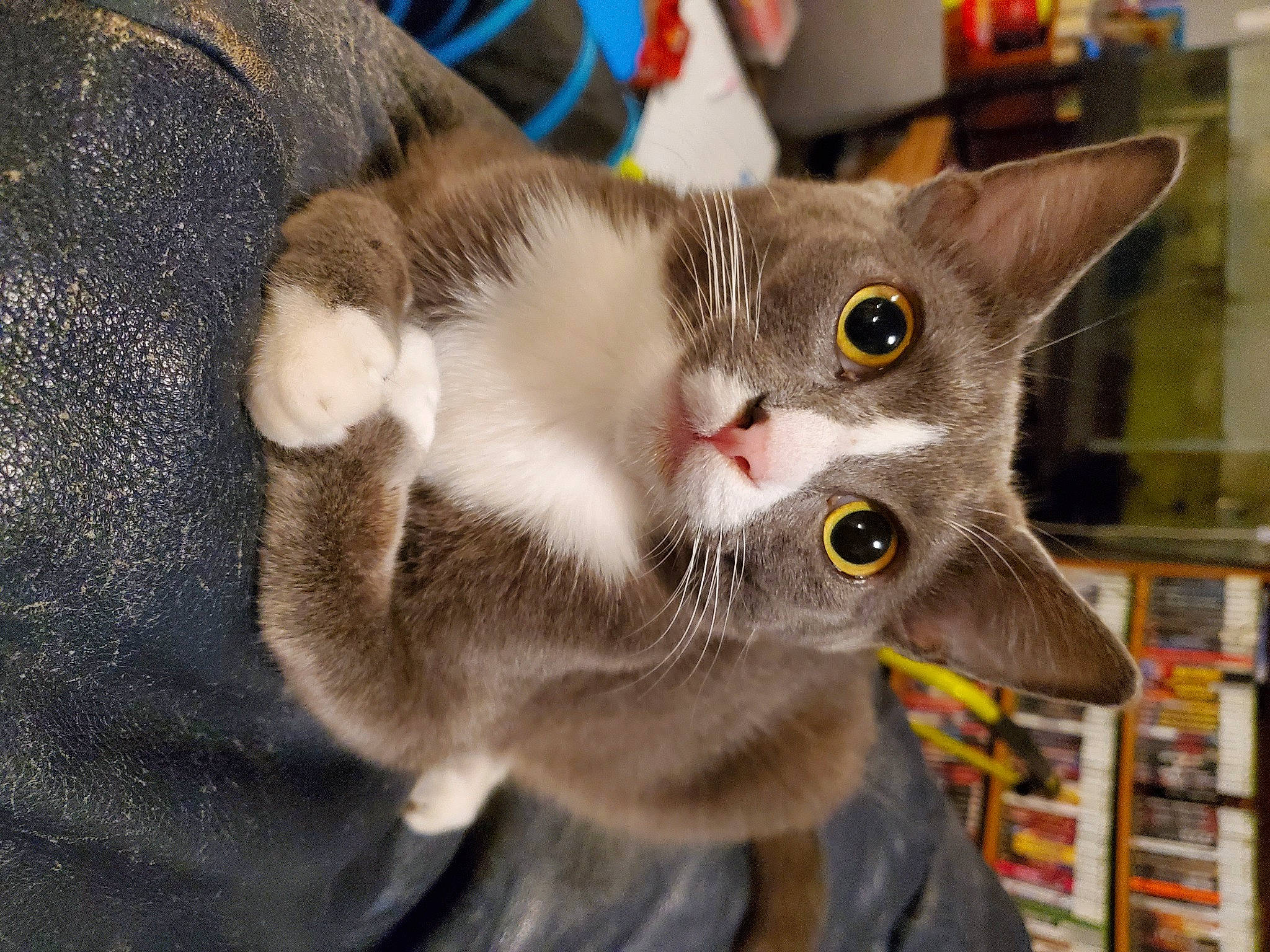 Jackson is registered to the contest to win money with this photo: bookcase, carnivore, cat, collar, domestic_short_haired_cat, ear, felidae, fur, paw, publication, shelf, small_to_medium_sized_cats, snout, whiskers