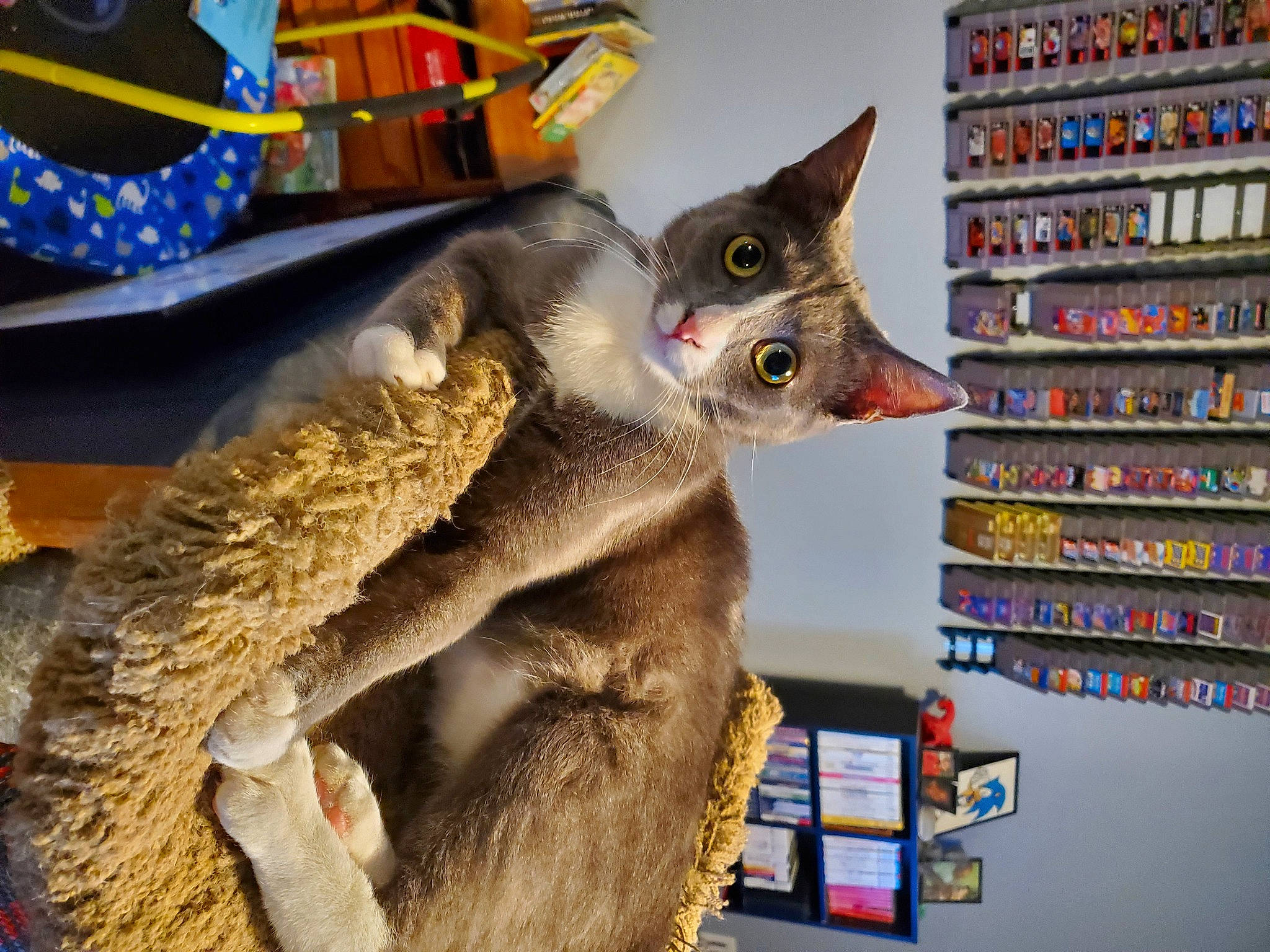 Jackson is registered to the contest to win money with this photo: bookcase, carnivore, cat, domestic_short_haired_cat, felidae, fur, pet_supply, publication, shelf, shelving, small_to_medium_sized_cats, whiskers