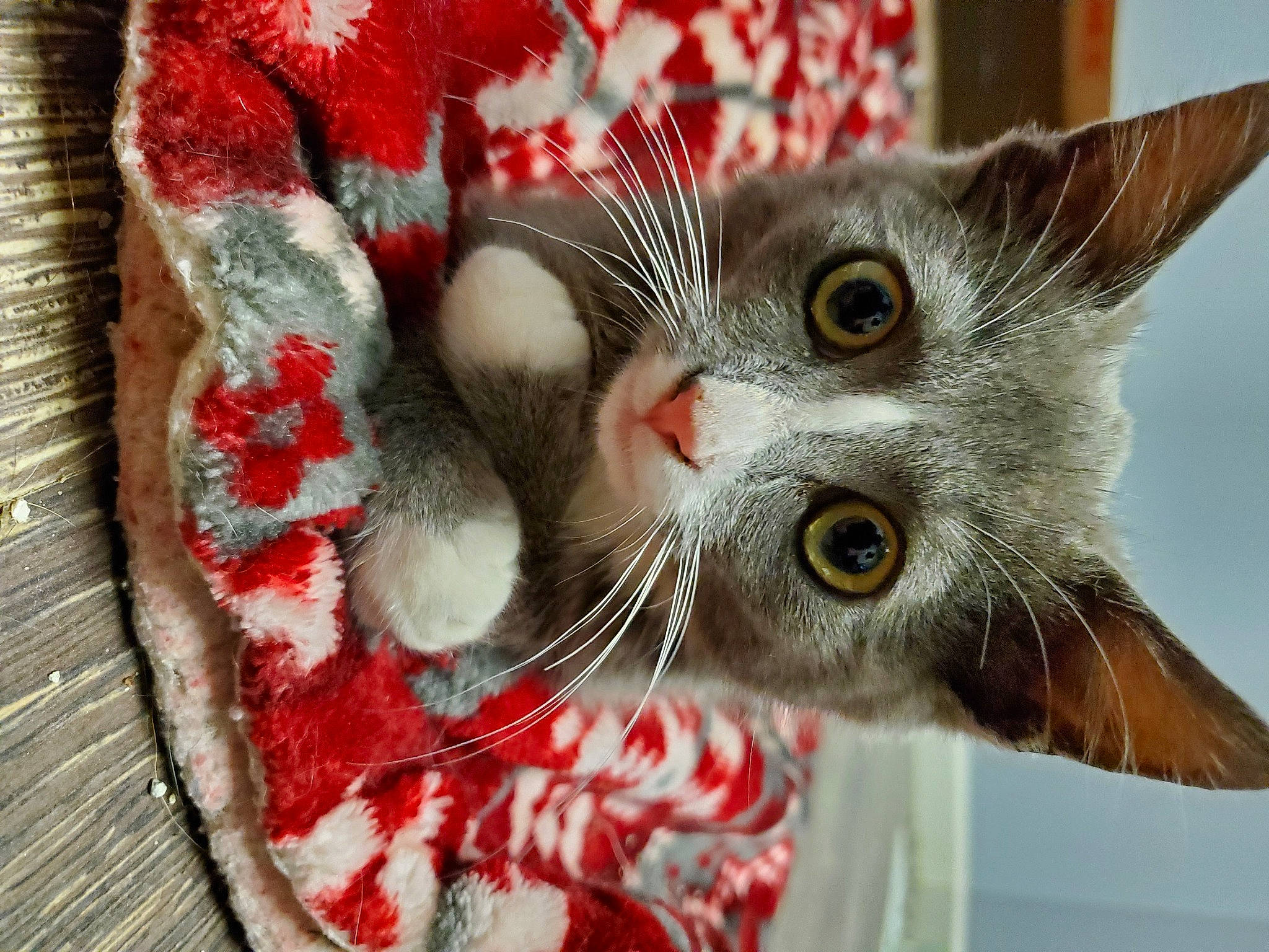 Jackson joined the competition — help win amazing prizes! art, carmine, carnivore, cat, christmas_ornament, claw, close_up, coquelicot, domestic_short_haired_cat, felidae, fur, ornament, paw, plant, small_to_medium_sized_cats, snout, tail, tree, whiskers