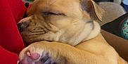 Onyx is registered to the contest to win money with this photo: puppy, sleeping, paw, closeup, indoor, cozy, nap, cute, dog, fur, red_fabric, relaxation, rest, animal, pet, young, snuggle, soft, warm, comfort
