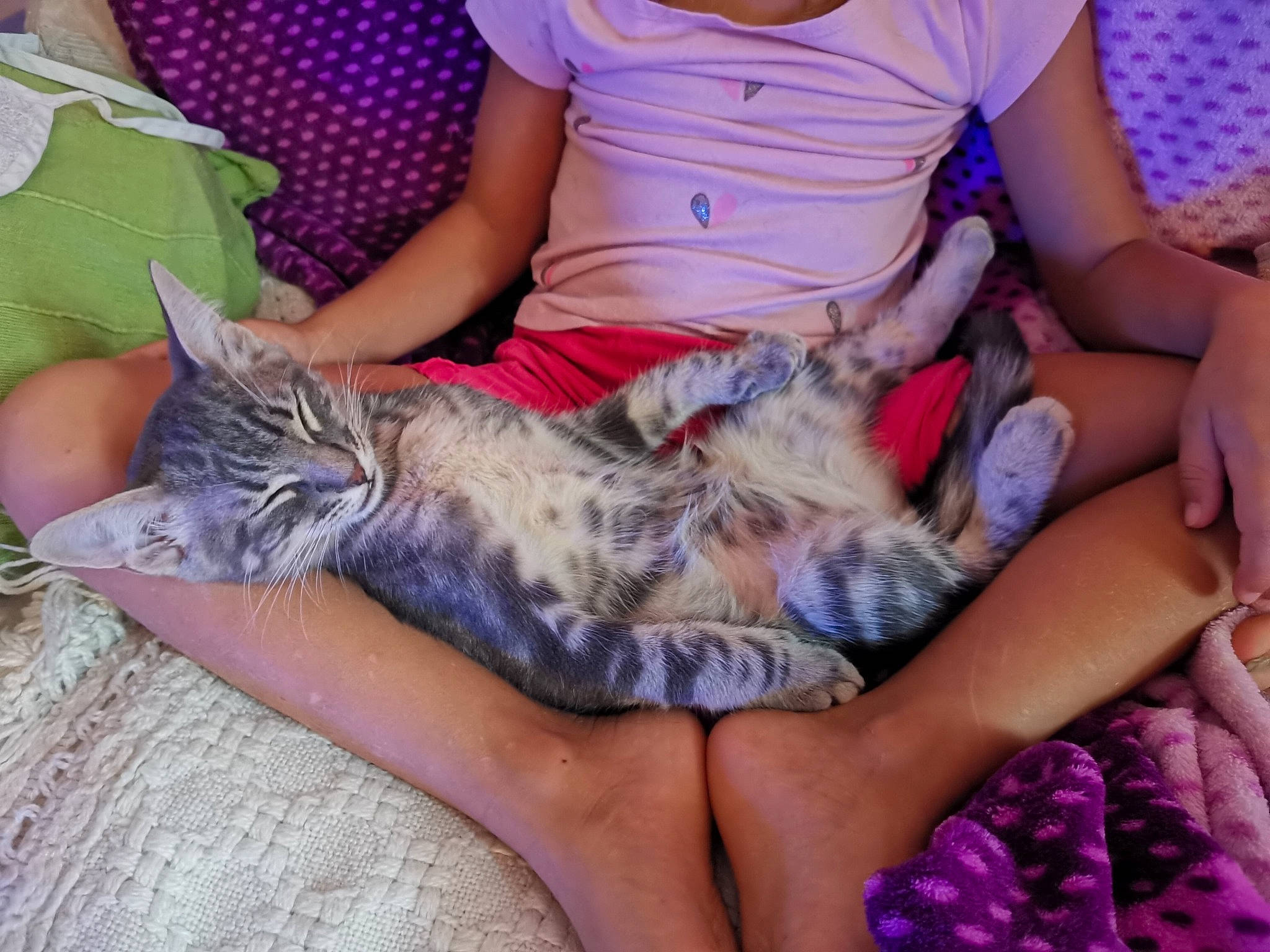 Julius a rejoint le concours — aidez-le/la à gagner de superbes lots ! carnivore, cat, felidae, human, human_leg, kitten, lap, leg, nap, sleep, small_to_medium_sized_cats, thigh