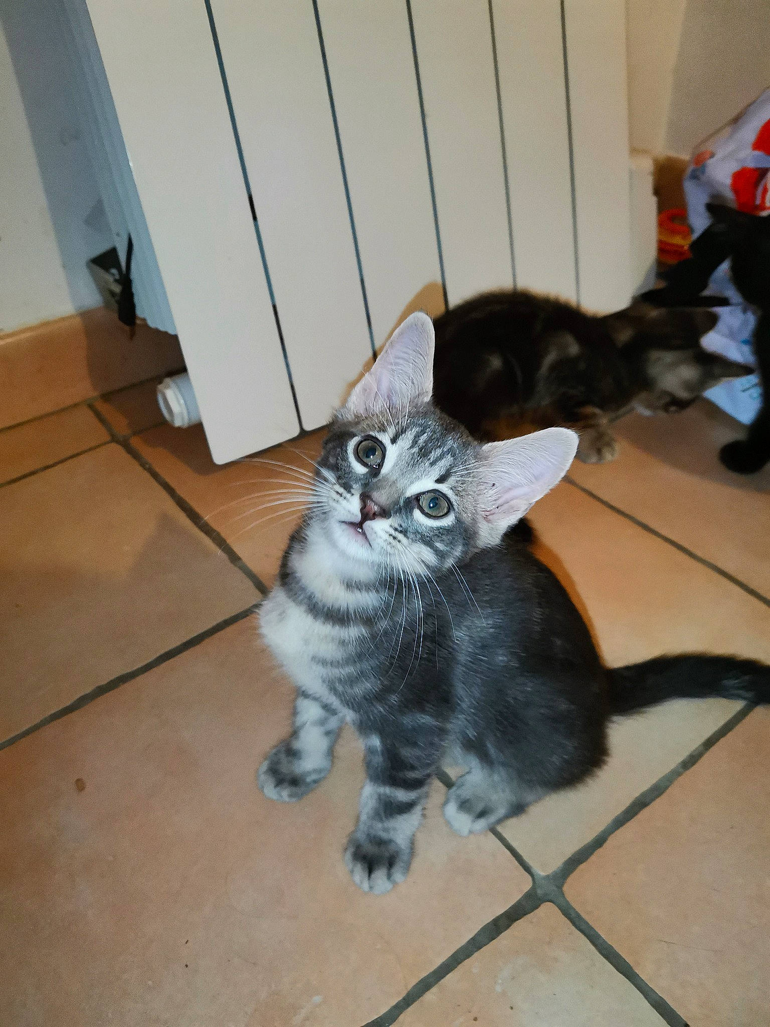 Julius participe au concours pour gagner de l'argent avec cette photo : american_curl, american_shorthair, asian, asian_semi_longhair, british_semi_longhair, carnivore, cat, cymric, domestic_long_haired_cat, domestic_short_haired_cat, european_shorthair, felidae, kitten, mammal, norwegian_forest_cat, polydactyl_cat, small_to_medium_sized_cats, tail, vertebrate, whiskers