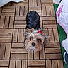 Meĩ a rejoint le concours — aidez-le/la à gagner de superbes lots ! dog, puppy, small_dog, shaggy, long_hair, black_and_tan, white_fur, brown_fur, red_hair_tie, pet, animal, looking_up, portrait, outdoor, wooden_floor, wood_tiles, artificial_grass, fabric, fluffy, cute