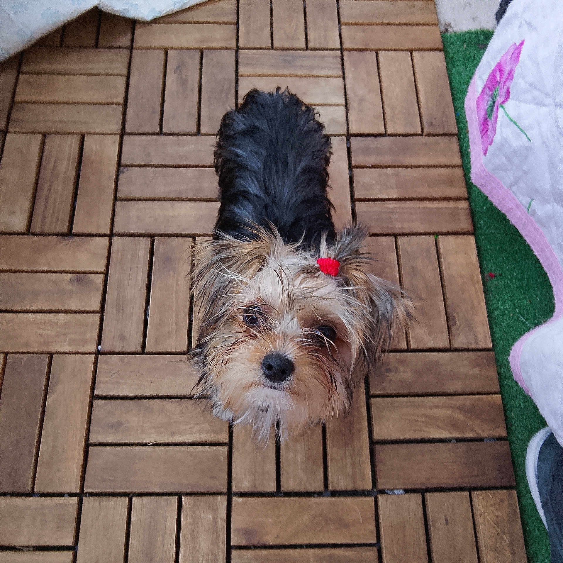 Meĩ a rejoint le concours — aidez-le/la à gagner de superbes lots ! dog, puppy, small_dog, shaggy, long_hair, black_and_tan, white_fur, brown_fur, red_hair_tie, pet, animal, looking_up, portrait, outdoor, wooden_floor, wood_tiles, artificial_grass, fabric, fluffy, cute