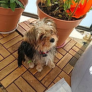 Meĩ participe au concours pour gagner de l'argent avec cette photo : dog, small_dog, shaggy_dog, pet, animal, sitting, balcony, wooden_platform, potted_plants, flower_pots, garden, outdoor, collar, tag, fur, fluffy, portrait, sunlight, home, cute