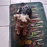 Meĩ a rejoint le concours — aidez-le/la à gagner de superbes lots ! puppy, dog, small_dog, shaggy_fur, long_hair, brown_fur, black_fur, white_fur, blue_hair_tie, sitting, pet, animal, indoors, rug, patterned_rug, tile_floor, portrait, fluffy, cute, companion