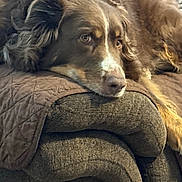 Bella is registered to the contest to win money with this photo: dog, brown_dog, couch, quilt, resting, pet, indoor, fur, closeup, relaxed, animal, canine, head, face, home, furniture, comfort, domestic, laying, expression