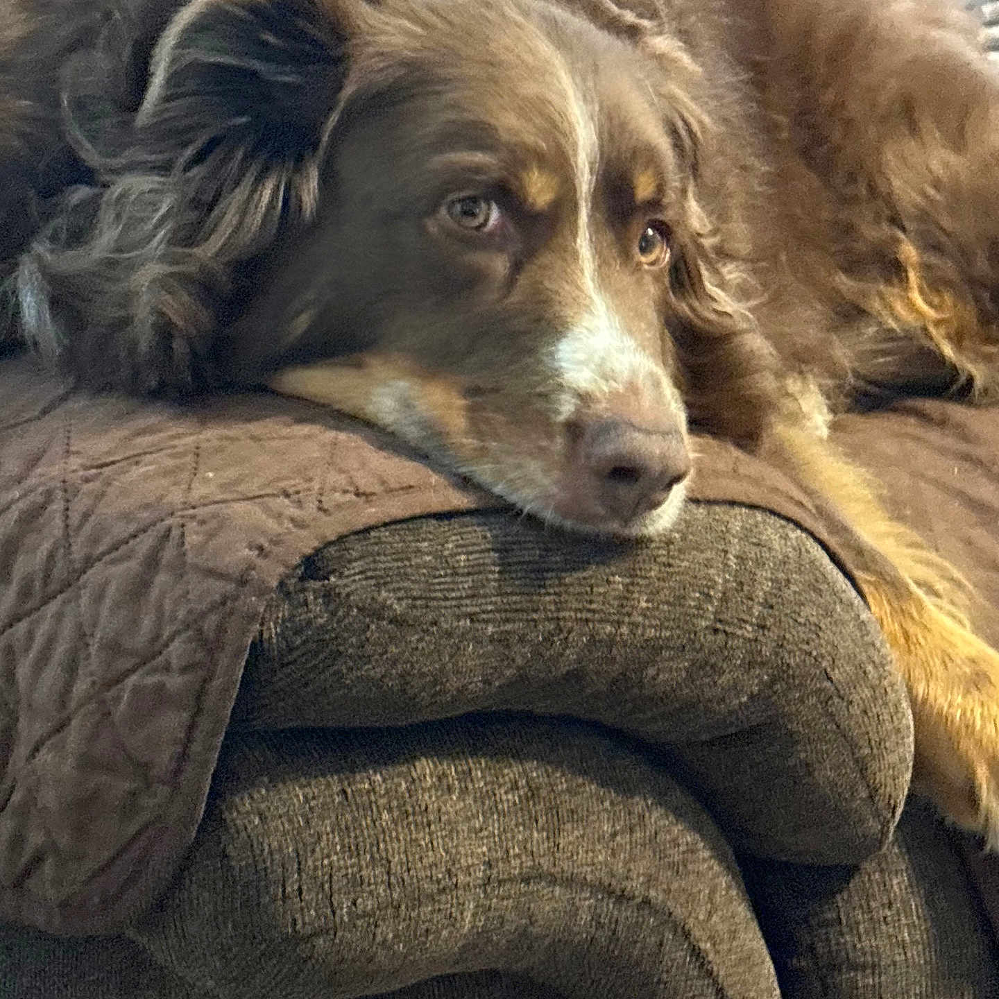 Bella