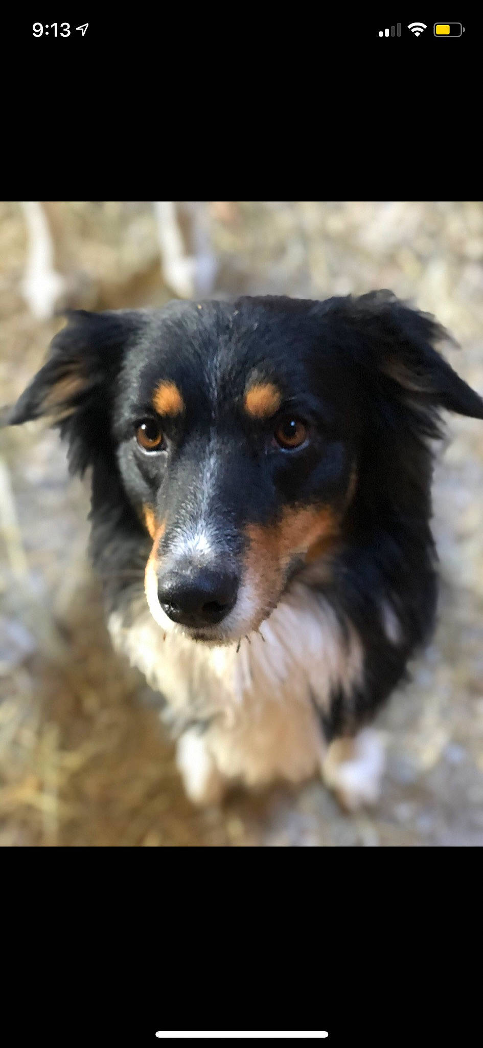 Sadie. joined the competition — help win amazing prizes! canidae, carnivore, companion_dog, dog, dog_breed, fur, herding_dog, snout, sporting_group, terrestrial_animal, whiskers, working_animal, working_dog