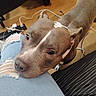 Diamond is registered to the contest to win money with this photo: dog, pet, indoor, flooring, wood, jeans, ripped_jeans, knee, resting, looking_up, brown_dog, white_markings, ears, snout, animal, companion, cute, close_up, casual, home