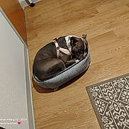 Diamond joined the competition — help win amazing prizes! dog, sleeping, pet_bed, wooden_floor, pink_harness, indoor, cozy, patterned_rug, brown_and_white_dog, resting, small_bed, calm, corner, quiet, domestic, flooring, relaxing, animal, household, cute