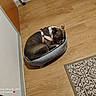 dog, sleeping, pet_bed, wooden_floor, pink_harness, indoor, cozy, patterned_rug, brown_and_white_dog, resting, small_bed, calm, corner, quiet, domestic, flooring, relaxing, animal, household, cute