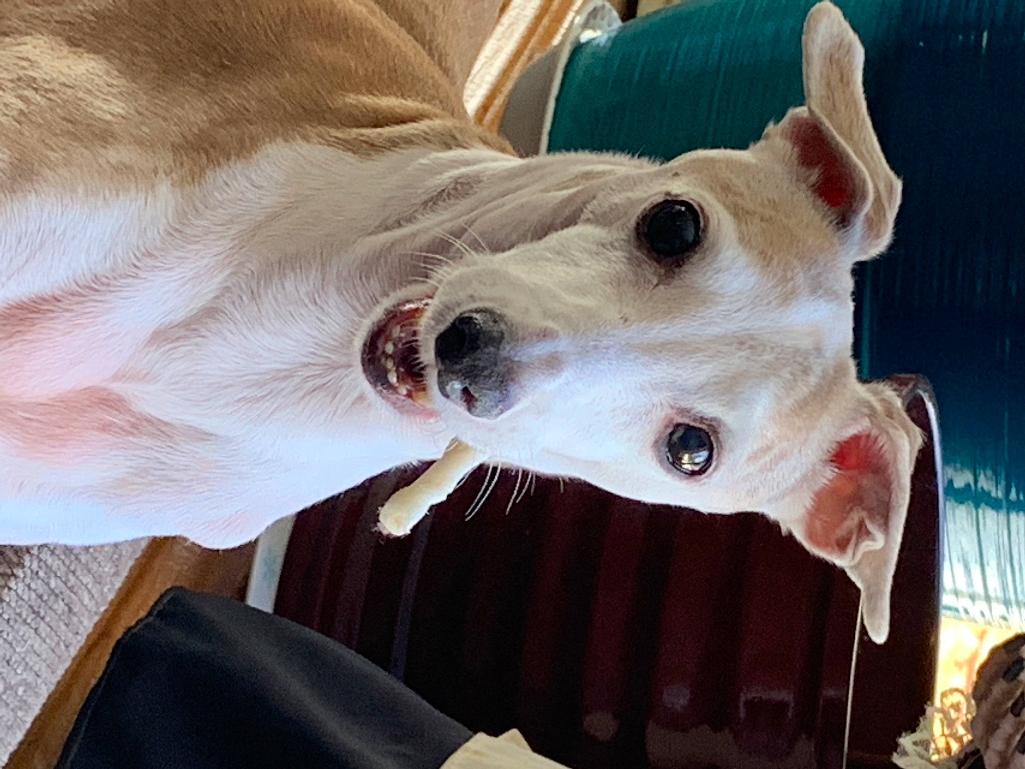 Pasquale is registered to the contest to win money with this photo: canidae, carnivore, collar, companion_dog, dog, dog_breed, dog_collar, ear, fang, fawn, fur, jaw, non_sporting_group, rampur_greyhound, sighthound, snout, sporting_group, whiskers, working_animal