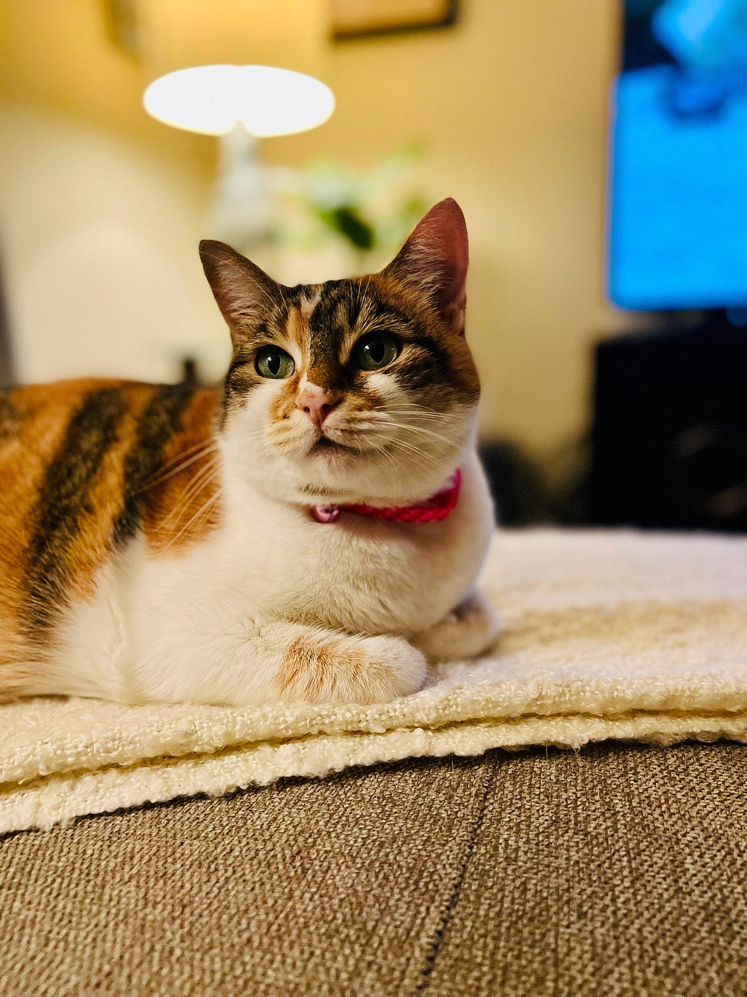 Kalli is registered to the contest to win money with this photo: cable_television, carnivore, cat, cat_supply, comfort, display_device, domestic_short_haired_cat, felidae, fur, lamp, led_backlit_lcd_display, pet_supply, picture_frame, plant, sitting, small_to_medium_sized_cats, snout, television, whiskers, wood