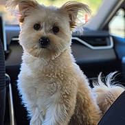 Bruno joined the competition — help win amazing prizes! animal, black_nose, car, companion, cream_colored, curious, cute, dog, domestic_animal, ears, fluffy, friendly, fur, indoors, inside, pet, portrait, sitting, tail, vehicle