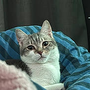 Muezza a rejoint le concours — aidez-le/la à gagner de superbes lots ! cat, pet, feline, indoor, bed, blanket, striped, cozy, fur, whiskers, ears, cute, comfort, relaxed, animal, portrait, closeup, home, resting, curious