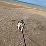 cat, kitten, leash, beach, sand, shells, sea, water, sky, cloudy, animal, outdoor, pet, curious, small, walking, exploring, nature, young, playful