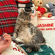 Basil is registered to the contest to win money with this photo: cat, gray_cat, fluffy_fur, blanket, plush_toy, teddy_bear, heart, couch, hand, nail_polish, holiday, gingerbread, sweater, cozy, indoor, relaxing, fabric, pattern, soft_toy, winter