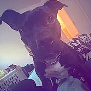 Henny is registered to the contest to win money with this photo: bed, black_dog, blanket, casual, ceiling_fan, chain_collar, close_up, curious, dog, furniture, home, human_leg, indoor, laundry_basket, open_door, pet, relaxed, room, warm_light, white_chest