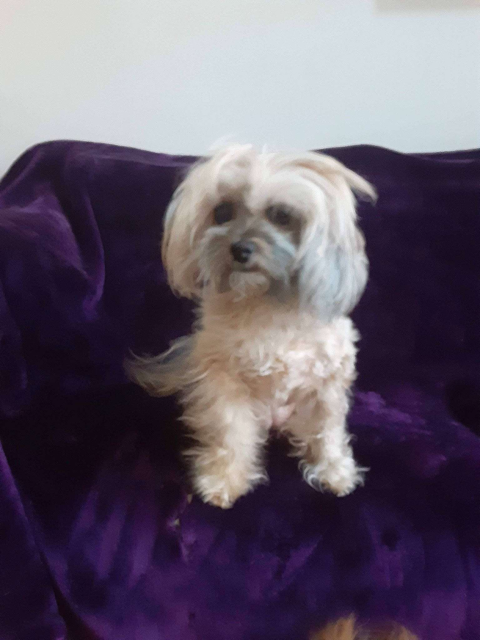 Miss Cookie joined the competition — help win amazing prizes! canidae, carnivore, companion_dog, dog, dog_breed, dog_supply, electric_blue, fur, liver, maltepoo, puppy, small_terrier, snout, sporting_group, terrestrial_animal, terrier, toy_dog, water_dog, working_animal, yorkipoo