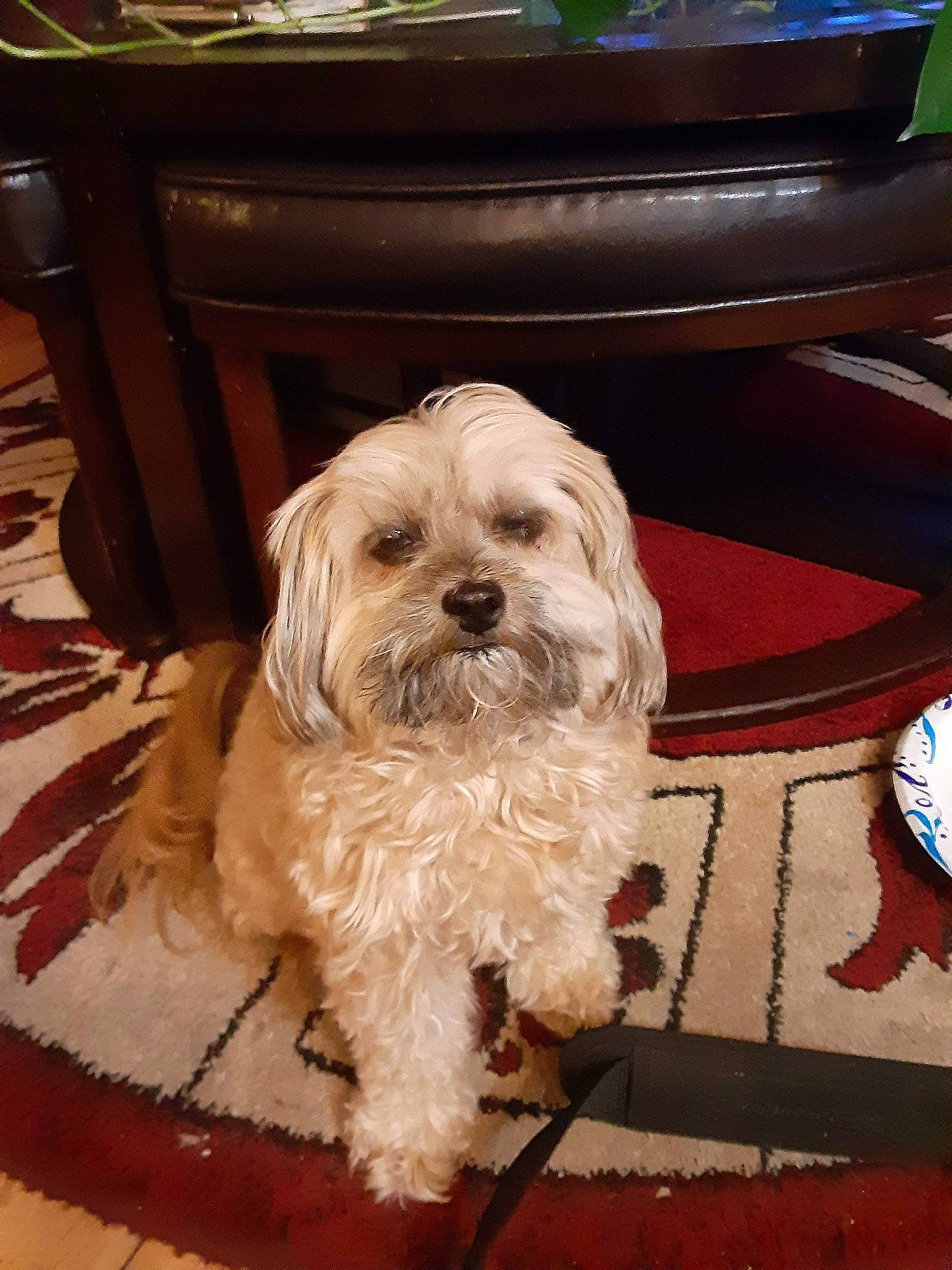 Miss Cookie is registered to the contest to win money with this photo: canidae, carnivore, companion_dog, dog, dog_breed, floor, flooring, fur, hardwood, liver, maltepoo, pet_supply, puppy, small_terrier, snout, sporting_group, terrier, toy_dog, wood, working_animal