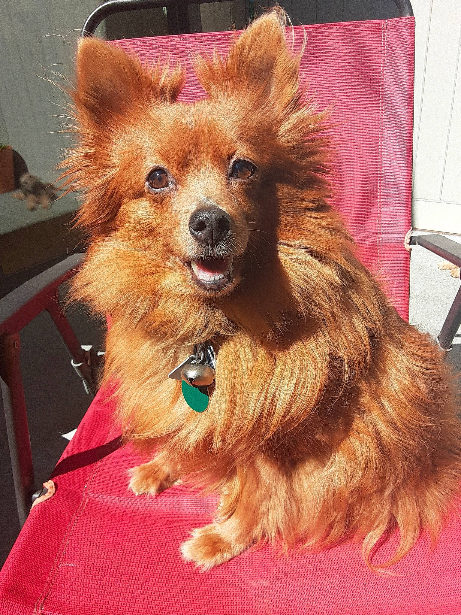 Harleyrose joined the competition — help win amazing prizes! canidae, carnivore, collar, companion_dog, dog, dog_breed, dog_supply, fawn, fur, german_spitz, liver, pet_supply, pomeranian, snout, spitz, sporting_group, terrestrial_animal, toy_dog, whiskers, working_animal