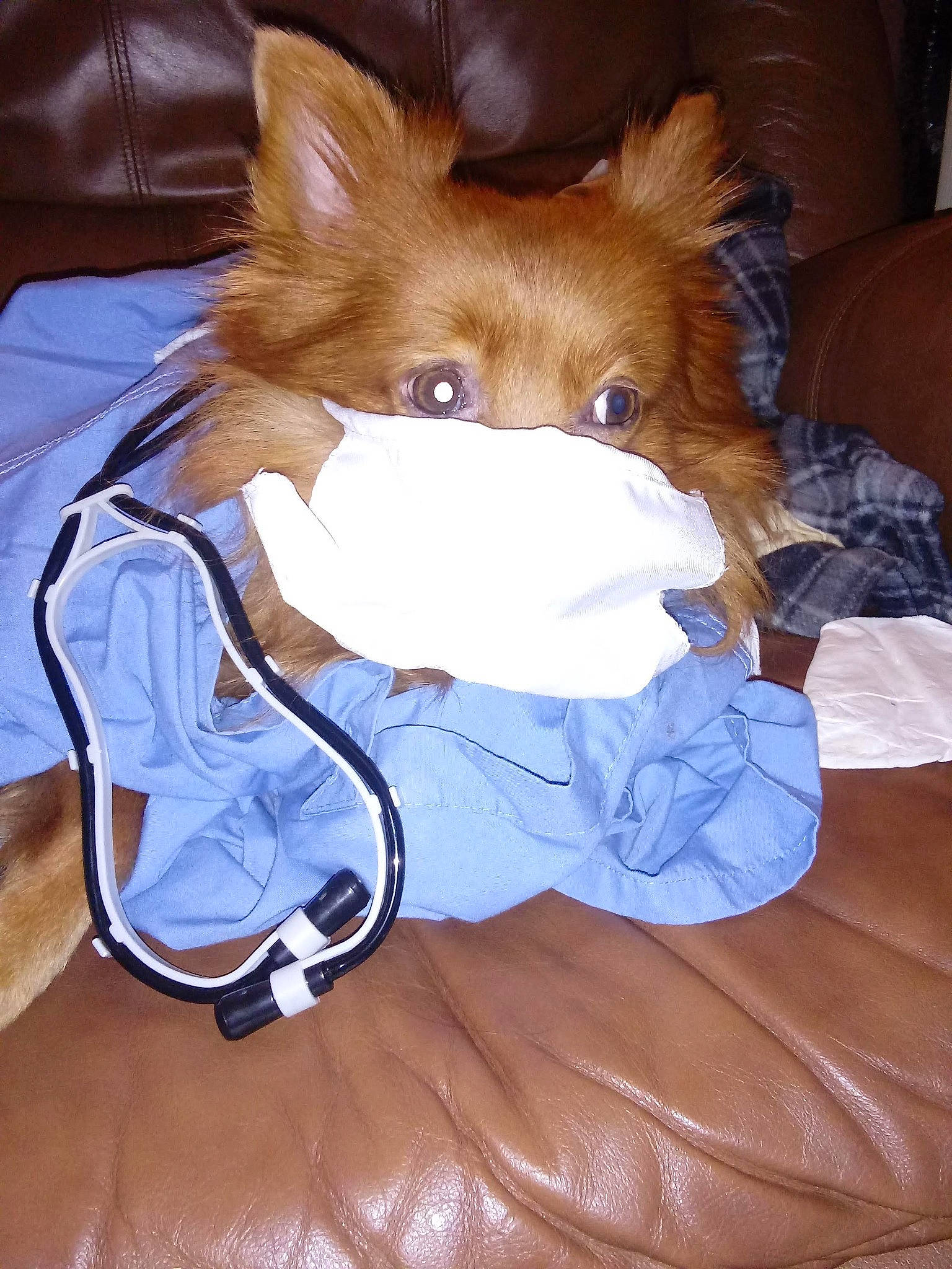 Harleyrose is registered to the contest to win money with this photo: bag, comfort, companion_dog, costume, dog_breed, fawn, felidae, fictional_character, fur, lap, plush, red_fox, stuffed_toy, tail, toy, whiskers