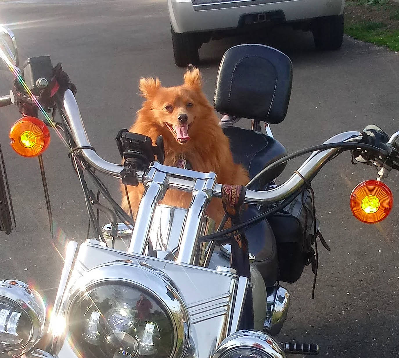 Harleyrose is registered to the contest to win money with this photo: alloy_wheel, automotive_design, automotive_exterior, automotive_lighting, automotive_tire, carnivore, fawn, fender, fuel_tank, headlamp, hood, land_vehicle, light, motor_vehicle, motorcycle, rim, tire, vehicle, vehicle_registration_plate, wheel