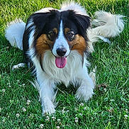 Sun a rejoint le concours — aidez-le/la à gagner de superbes lots ! adorable, animal, canine, dog, fluffy_tail, friendly, fur, grass, greenery, happy, lying_down, mammal, nature, outdoor, pet, playful, summer, tongue_out, tricolor, white_flower