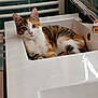 abyssinian, animal, art, basin, bathing, bathtub, cat, doublesink, hardwood, kitten, manx, person, pet, porcelain, pottery, sink, sinkfaucet, tap, tub, wood