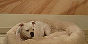 Nino a rejoint le concours — aidez-le/la à gagner de superbes lots ! dog, white_dog, dog_bed, fluffy_bed, indoor, tile_floor, wood_floor, relaxed, pet, animal, canine, resting, cozy, home, fur, ears, snout, side_view, quiet, calm