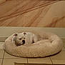 dog, white_dog, dog_bed, fluffy_bed, indoor, tile_floor, wood_floor, relaxed, pet, animal, canine, resting, cozy, home, fur, ears, snout, side_view, quiet, calm