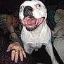 Nino a rejoint le concours — aidez-le/la à gagner de superbes lots ! dog, white_dog, happy, smiling, tongue_out, indoor, person, woman, hand, rings, nails, blanket, couch, flash, night, face, pet, companion, relaxed, cozy