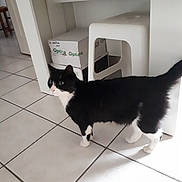 Lucky a rejoint le concours — aidez-le/la à gagner de superbes lots ! carnivoran, cat, cat_like_mammal, domestic_short_haired_cat, floor, flooring, kitten, small_to_medium_sized_cats, tail, whiskers