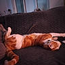cat, orange_cat, white_cat, pet, animal, indoor, couch, furniture, relaxing, sleeping, stretching, domestic_cat, cute, cozy, living_room, resting, fur, whiskers, tail, collar