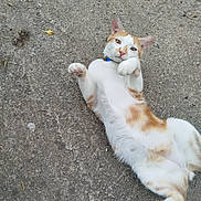 Simba participe au concours pour gagner de l'argent avec cette photo :