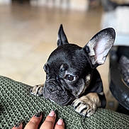 Lali joined the competition — help win amazing prizes! blurred_background, closeup, curious, cushion, cute, dog, ears, floor, french_bulldog, green, hand, human, indoor, nail_art, pet, puppy, resting_paws, ring, texture, wrinkles