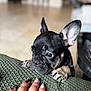 blurred_background, closeup, curious, cushion, cute, dog, ears, floor, french_bulldog, green, hand, human, indoor, nail_art, pet, puppy, resting_paws, ring, texture, wrinkles
