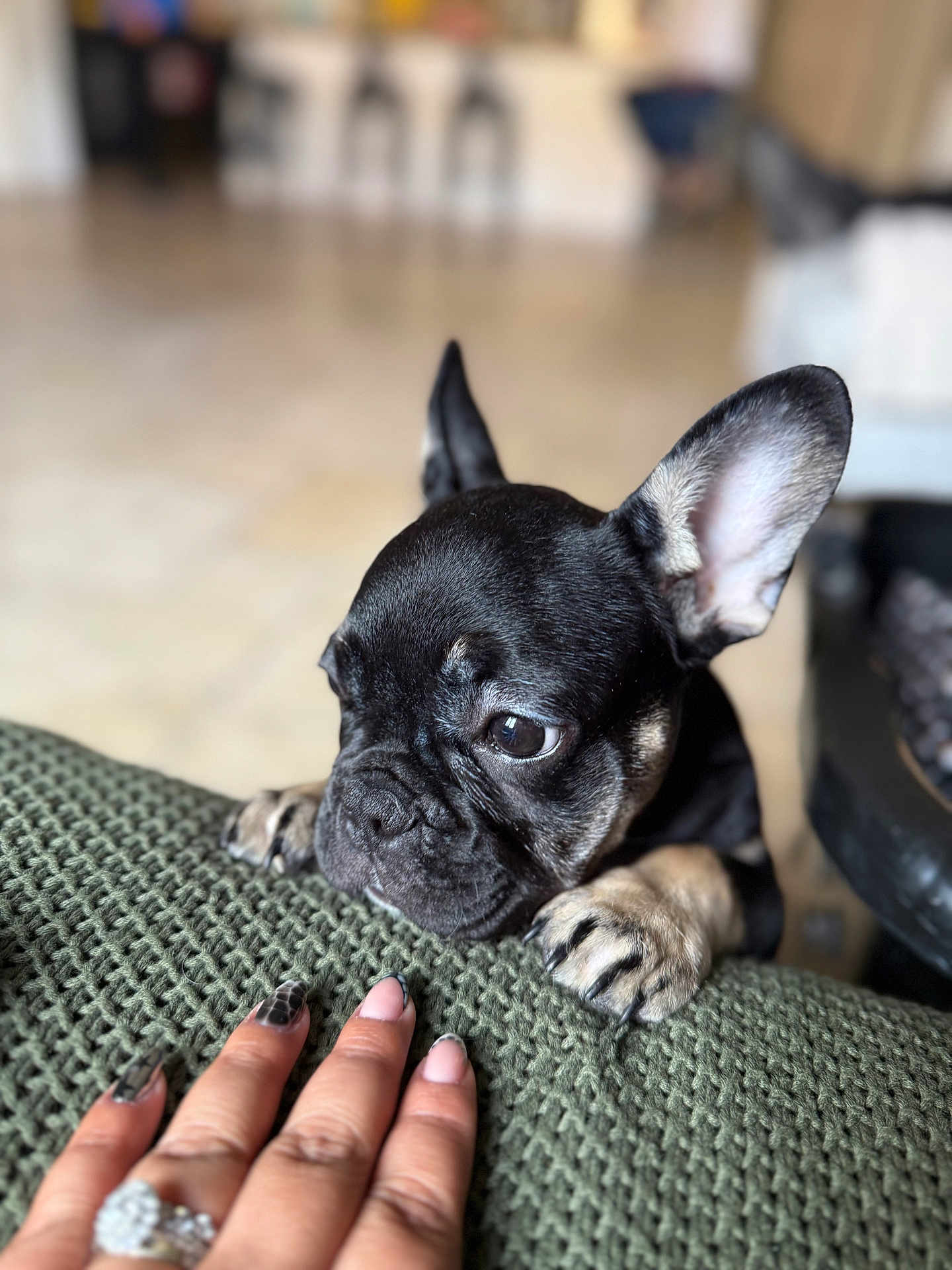 Lali joined the competition — help win amazing prizes! blurred_background, closeup, curious, cushion, cute, dog, ears, floor, french_bulldog, green, hand, human, indoor, nail_art, pet, puppy, resting_paws, ring, texture, wrinkles