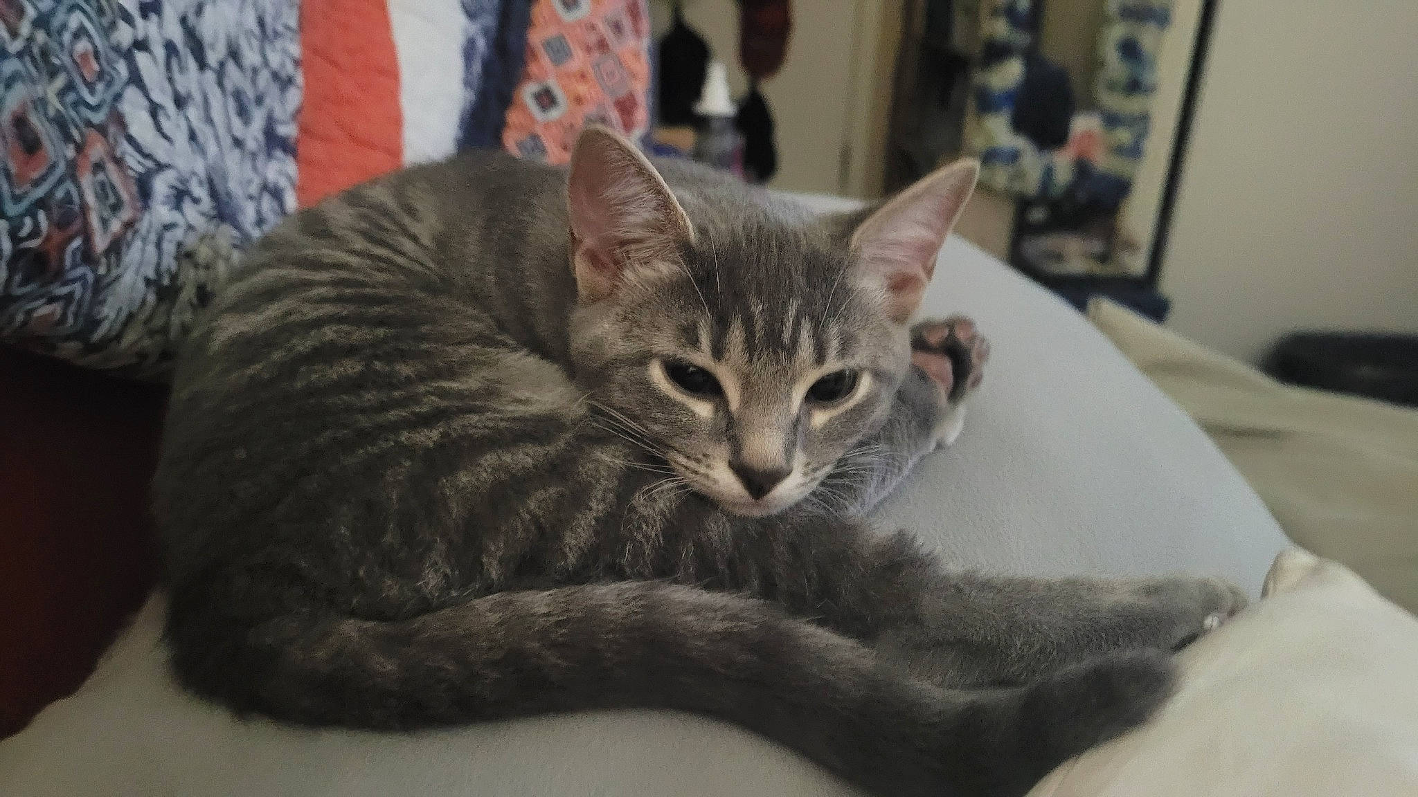 Gravy is registered to the contest to win money with this photo: carnivore, cat, cat_supply, comfort, domestic_short_haired_cat, felidae, fur, picture_frame, sitting, small_to_medium_sized_cats, snout, whiskers