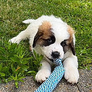 Bueno a rejoint le concours — aidez-le/la à gagner de superbes lots ! puppy, dog, grass, outdoor, toy, rope_toy, playful, white_fur, brown_fur, cute, animal, pet, lying_down, chewing, nature, greenery, closeup, young_dog, summer, daylight