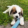 puppy, dog, grass, outdoor, toy, rope_toy, playful, white_fur, brown_fur, cute, animal, pet, lying_down, chewing, nature, greenery, closeup, young_dog, summer, daylight