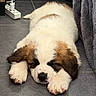 puppy, dog, sleeping, saint_bernard, indoor, floor, tile, paw, fur, blanket, resting, cute, pet, animal, cozy, young, mammal, brown, white, adorable